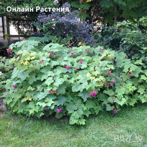 Малина (rubus odoratus) - розово цъфтяща малина, снимка 4 - Градински цветя и растения - 28613794
