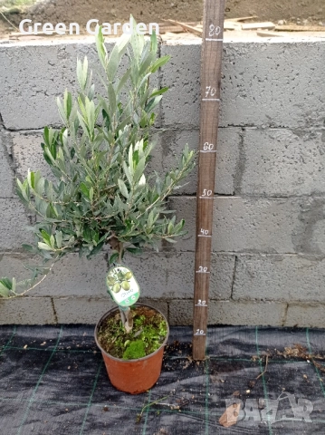 Маслина - Европейска