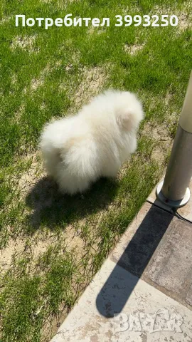 Мини померан момче, снимка 2 - Померан - 46608785