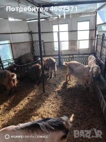 Англонубийски кози и пръч, снимка 3 - Кози - 52928138