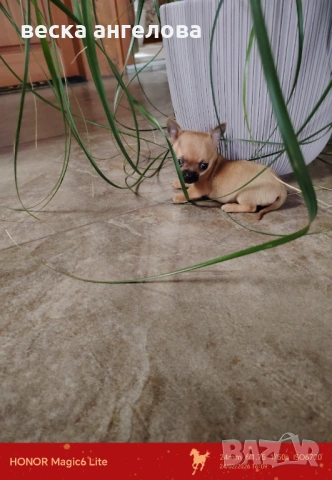 Чаровни мини чихуахуа , снимка 9 - Чихуахуа - 53608068
