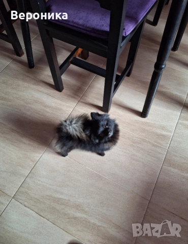 мини момиче черна перла 1.600кг , снимка 3 - Померан - 52698902