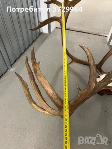 Огромен трофей от карибу - Северен Елен, снимка 5 - Други - 50464327