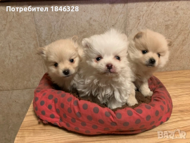 Померан , снимка 3 - Померан - 53098681