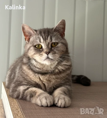 Британско късокосместо таби, снимка 18 - Британска късокосместа - 50895217