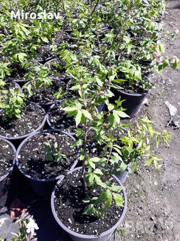 Oгнен храст , снимка 5 - Градински цветя и растения - 28532581