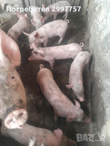 Прасе, снимка 1