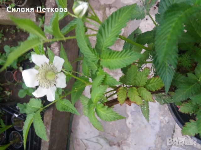 Розолистна малина Мяо Мяо  ( Rubus rosaefolius) и И Ягодо малина (Астерик), снимка 4 - Градински цветя и растения - 27194168