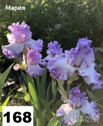 Сортови вискоки ириси /брадати ириси, снимка 18 - Сортови семена и луковици - 46410478