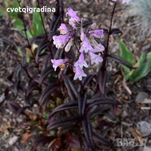 Penstemon Onyx and Pearls (Пенстемон Оникс и Перли), снимка 2 - Градински цветя и растения - 50583737