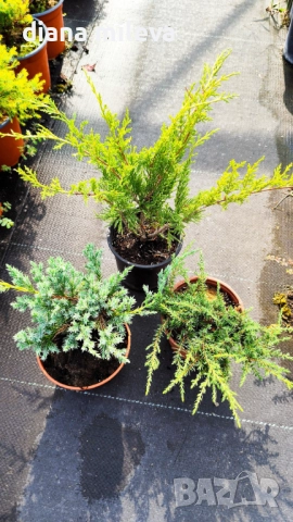 Промо пакет от 3 бр студоустойчиви иглолистни и вечнозелени растения!, снимка 1