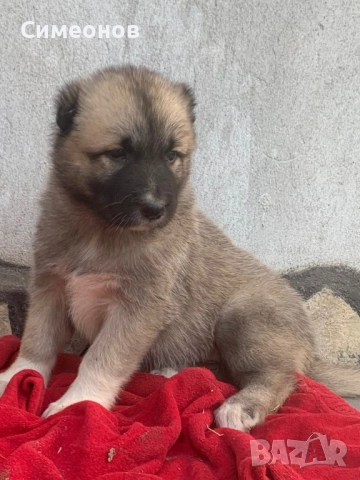 Кангал,кангалчета, снимка 1