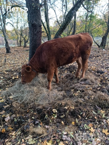 Продавам крави и телета, снимка 4 - Други животни - 51890171