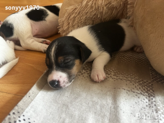 ДЖАК РЪСЕЛ 250ЛВ ЗА БРОЙ 1109251832, снимка 8 - Джак ръсел териер - 51682392