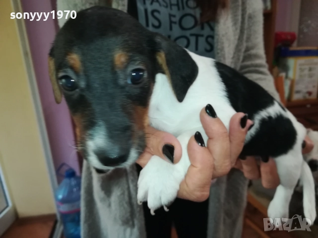 СЛАДКО ПАЛЕ ДЖАК РЪСЕЛ 250ЛВ ЗА БР 0210250814, снимка 9 - Джак ръсел териер - 51915549