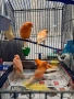 Продавам канари, снимка 8
