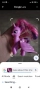 My little pony, 18 бр фигури, снимка 7