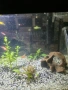Продавам малки рибки на брой 1.28 евро  , снимка 4