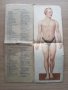 Анатомичен модел, фотоиздателство "Георги Пасков" , снимка 2