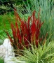 Императа Червен Барон, Imperata 'Red Baron', Декоративна трева, снимка 2