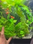 Растения надводни и водни , снимка 8
