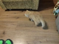Женска екзотична котка на 6 месеца., снимка 9