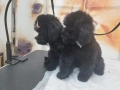 Мини пудел, снимка 2