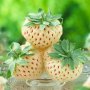 100 семена от плод бяла ягода органични плодови бели ягодови семена от вкусни ягоди отлични плодове , снимка 8
