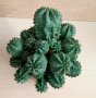 Euphorbia  obesa хибрид, снимка 1 - Стайни растения - 42983503