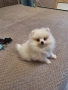 Померан померан, снимка 1
