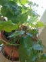 Мушкато,дърво на живота,Шефлера  и др.растения готови за декорация и подарък, снимка 14