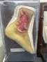 УНИКАЛНО Восъчни Ръчно Изработени Анатомични Мулажи КОЛЕКЦИЯ №69340 , снимка 9