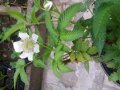 Розолистна малина Мяо Мяо  ( Rubus rosaefolius) и И Ягодо малина (Астерик), снимка 4