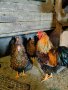 Яйца от Виандот сребърен и гсг , снимка 1 - Кокошки и пуйки - 40390678