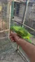 Продавам папагали, може и бартер, снимка 3