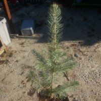 Сребрист смърч (Picea pungens), снимка 15 - Градински цветя и растения - 29531057