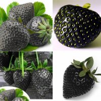 200 семена от плод черна ягода черни ягоди органични плодови ягодови семена от вкусни ягоди отлични , снимка 7 - Сортови семена и луковици - 27609805