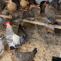 Крем Легбар, Опал Легбар, яйца и пилета, снимка 5 - Кокошки и пуйки - 42957928