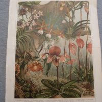 15 стара цветна литография , снимка 1 - Антикварни и старинни предмети - 35394122