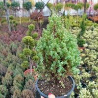 Хвойна Стрикта, Juniperus Stricta!!!, снимка 7 - Градински цветя и растения - 39272499