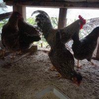 Разплодни яйца и пиленца от Легхорн, Легбар, Австралорп черен, син, Бял , снимка 8 - Кокошки и пуйки - 43887227