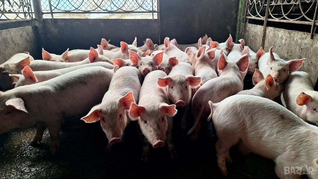 Продавам малки прасенца , снимка 1