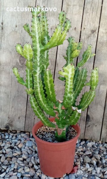 Euphorbia lactea, снимка 1