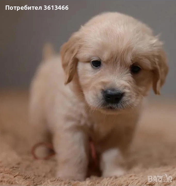 Чистокръвен голдън ретривър мъжко, снимка 1