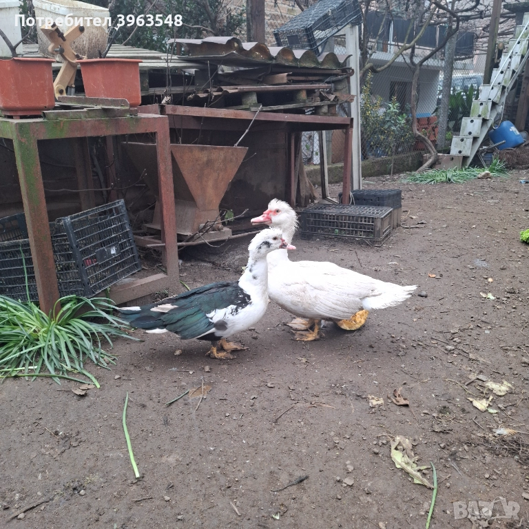 Чифт неми патици, снимка 1