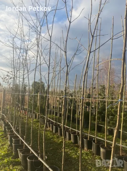 Полски Ясен , снимка 1