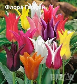 Луковици ЛАЛЕТА - ПАКЕТИ, снимка 1