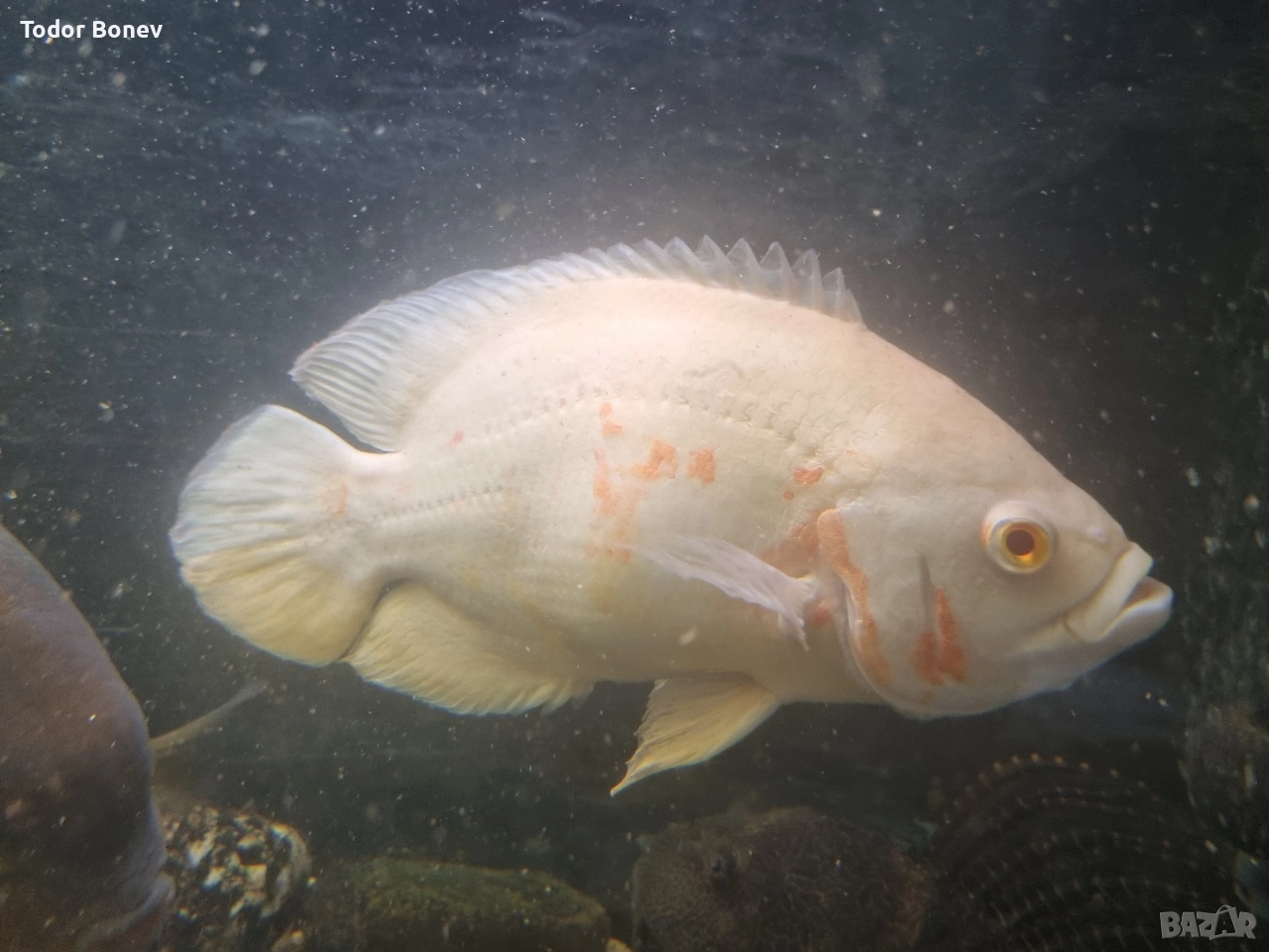 продавам астронатус , снимка 1