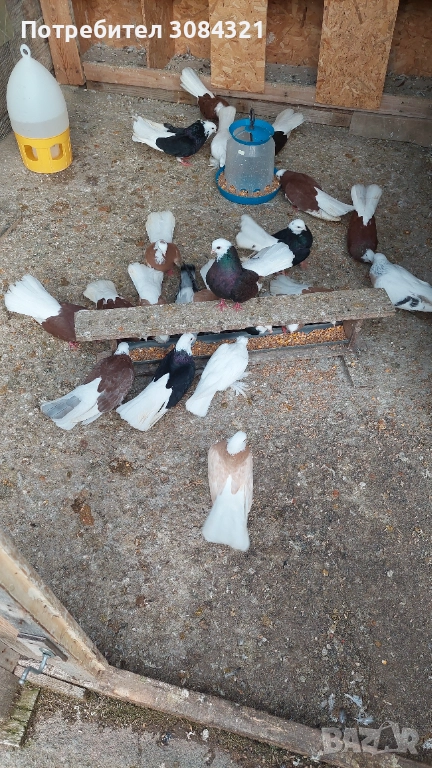 Продавам белослатински белоглави гълъби , снимка 1