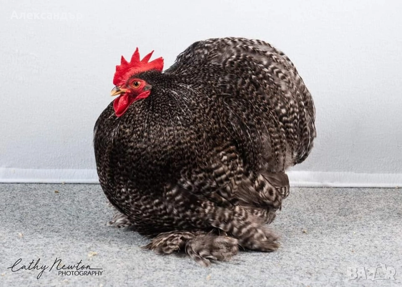 Мини Кохин, снимка 1